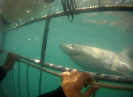 mergulho com tubaroes