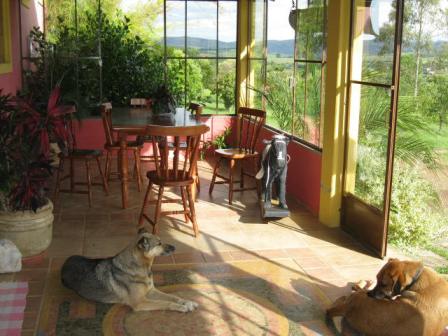 Os cachorros na entrada