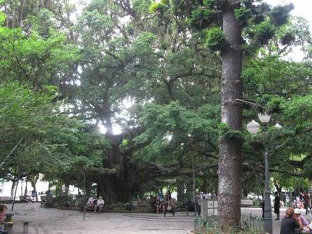 Figueira da Praça XV