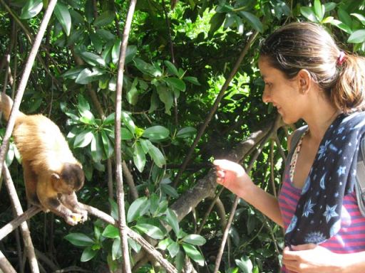 macacos em vassouras