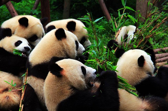 reserva de pandas