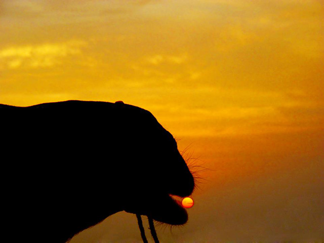 grande deserto indiano