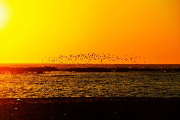 ballet passaros uruaguai