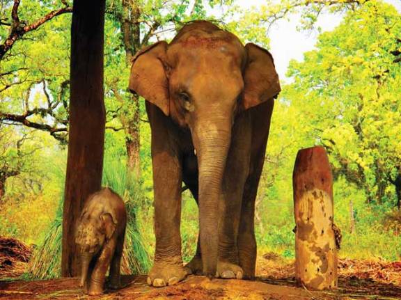 elefantinho no parque