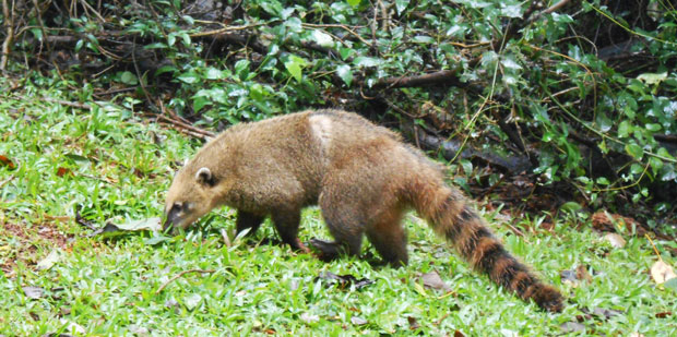 quati cataratas do iguacu