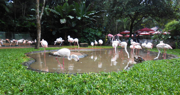 flamingo parque das aves