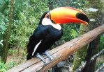 tucano parque das aves