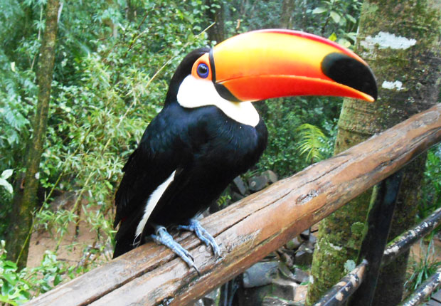 tucano parque das aves
