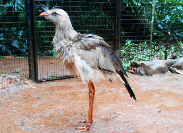 passarinho parque das aves
