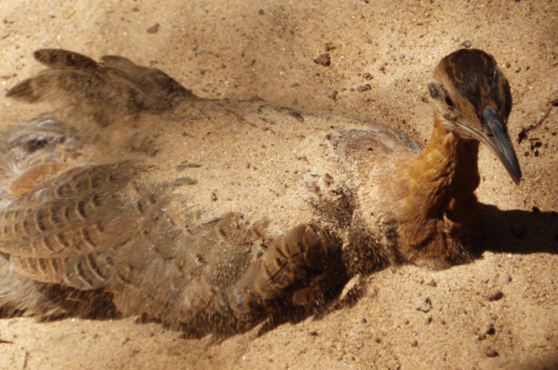 passarinho banho de terra