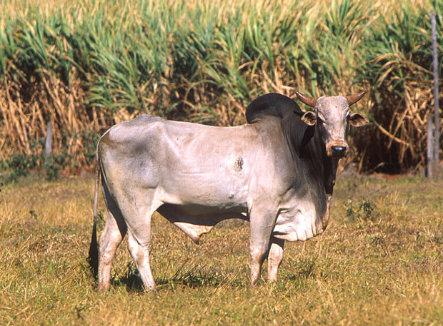 boi zebu