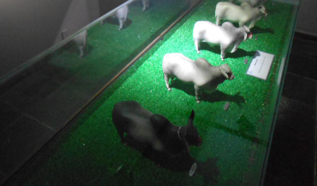 museu boi uberaba