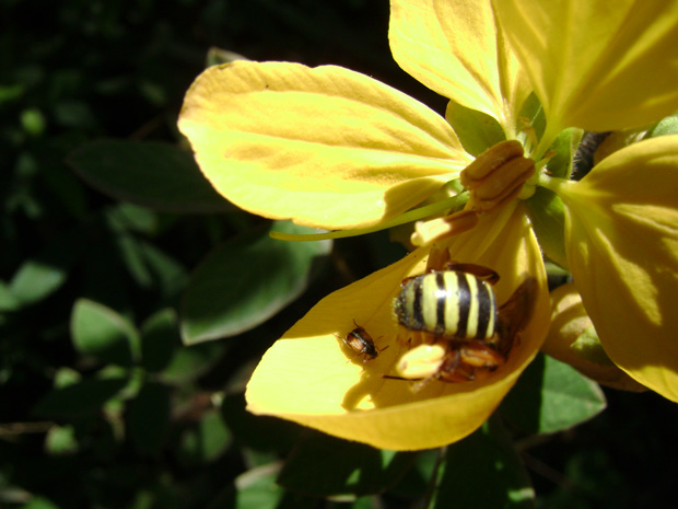 trilha hororio bicalho