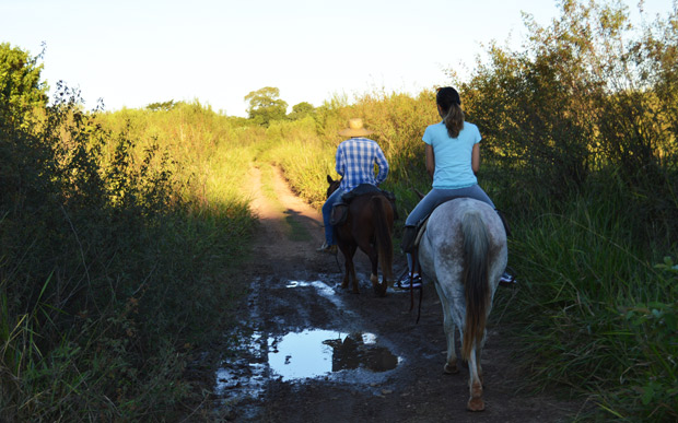 passeio cavalo bonito