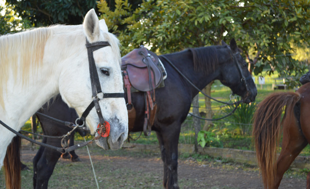 cavalos mato grosso do sul