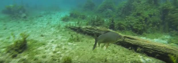 peixe flutuacao bonito