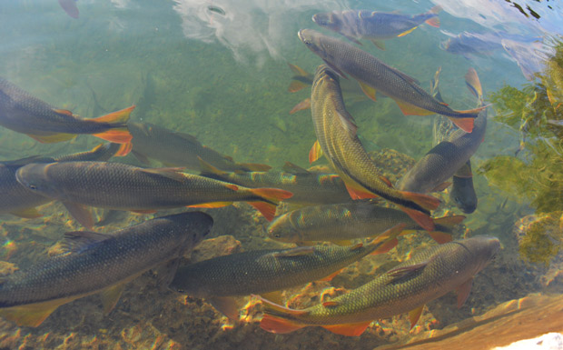 peixes em rio transparente