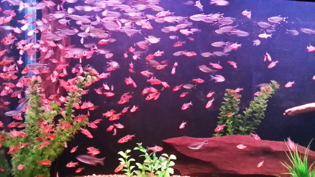 peixes aquario bonito