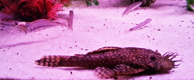 peixe aquario de bonito