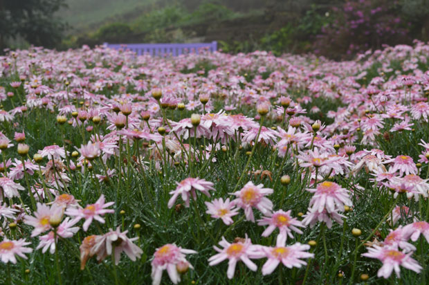 parque de lavanda gramado