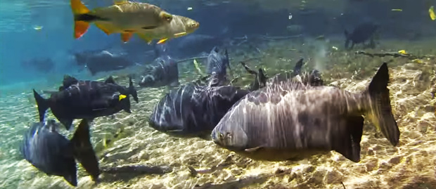 peixes do rio da prata