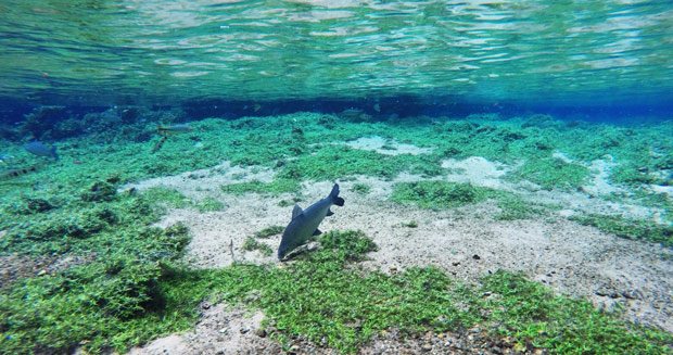 rio da prata em bonito