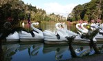 lago negro com cisnes