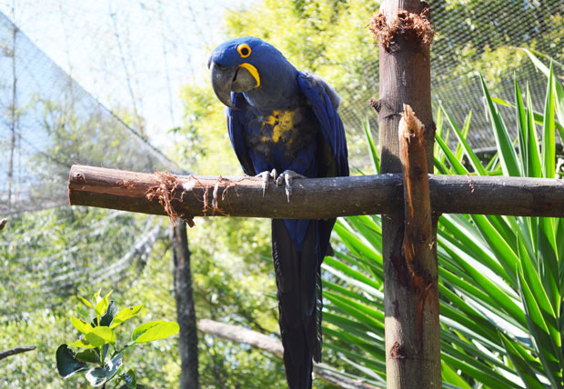 arara azul gramado