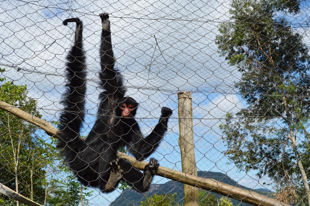 macaco gramado zoo