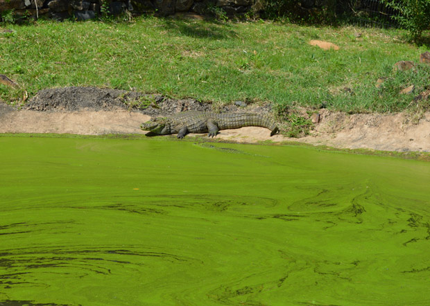 rio grande do sul jacaré