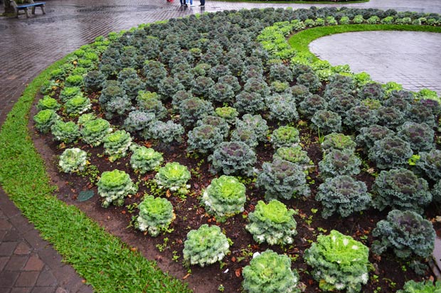 praca de nova petropolis