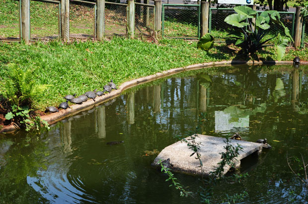 tartarugas em zoologico