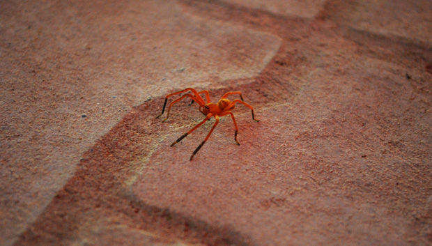 aranha floresta amazonia