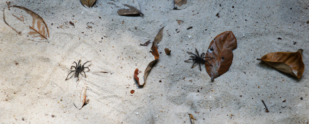 aranhas floresta amazonia