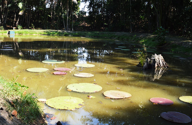 Lago com vitoria regia