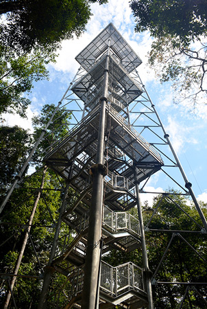 Torre de observacao floresta